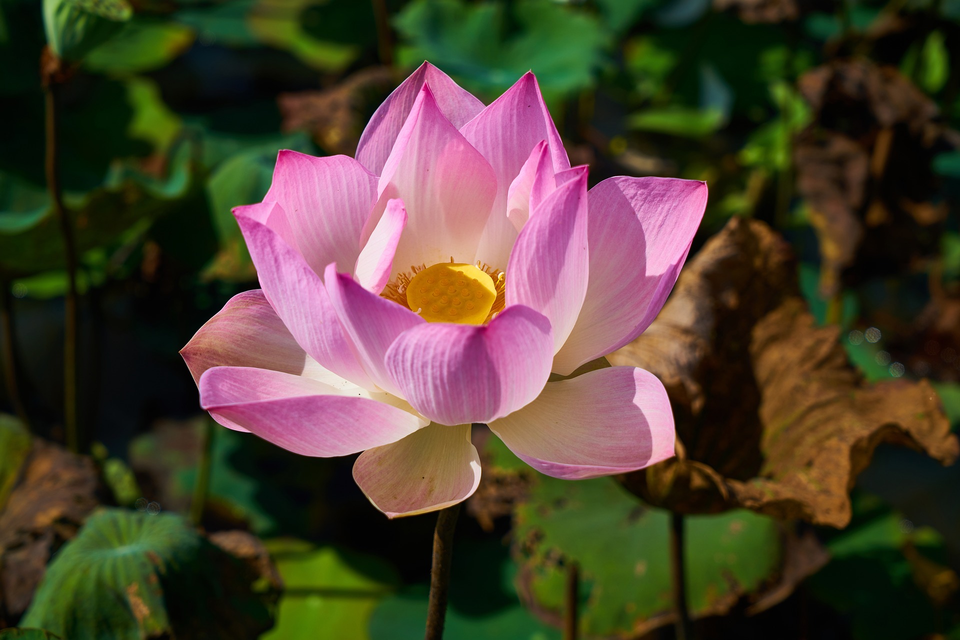 Fleur de lotus : cette plante sacré qui traverse l'histoire
