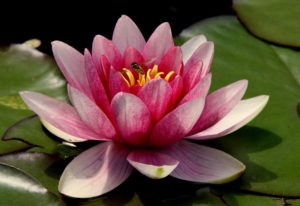 fleur de lotus