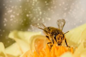 abeille et gelée royale